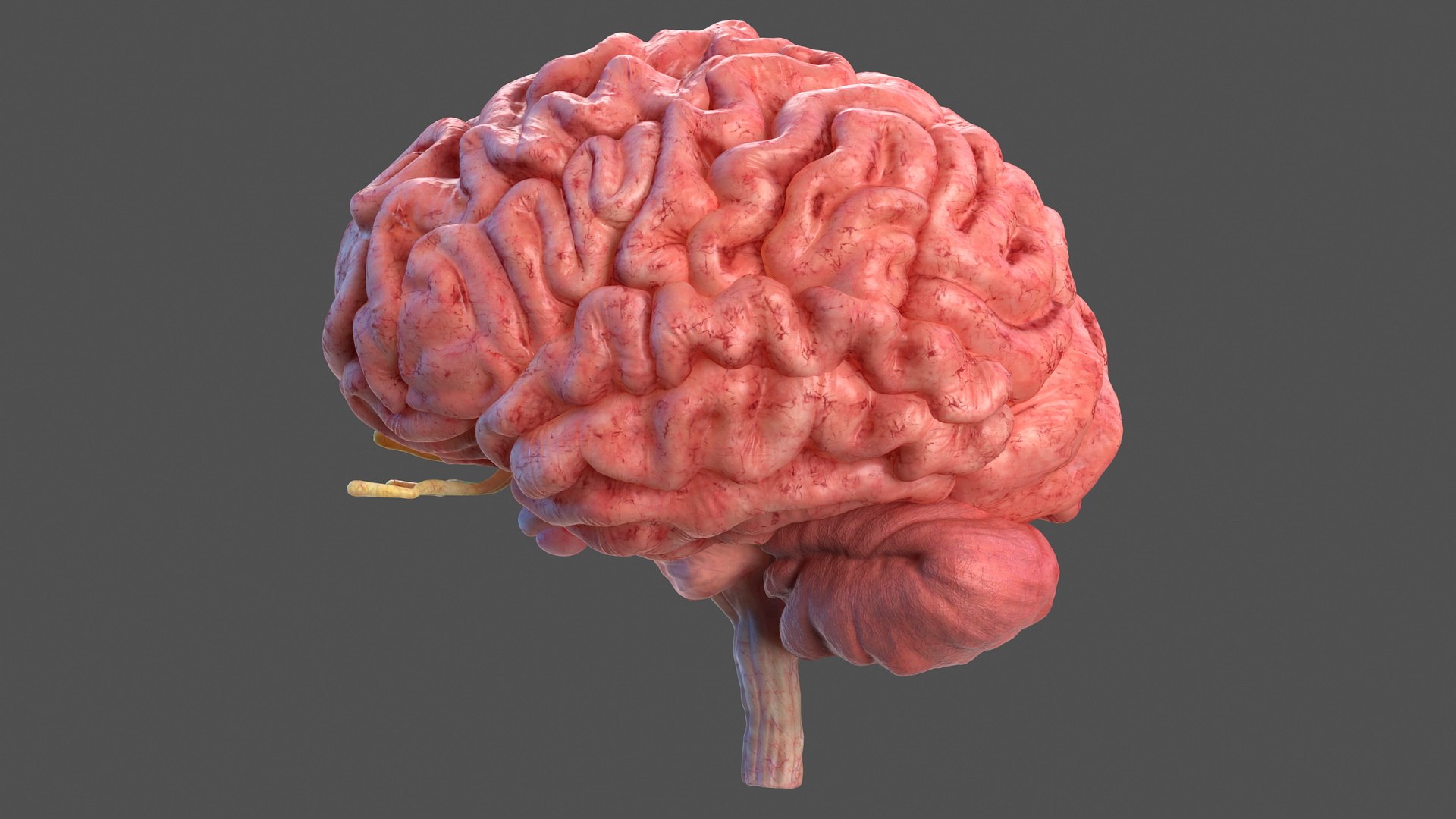 Human Brain Full Anatomy 3D model preview
