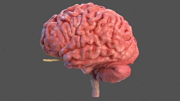 modelo 3d Anatomía completa del cerebro humano - TurboSquid 1467456