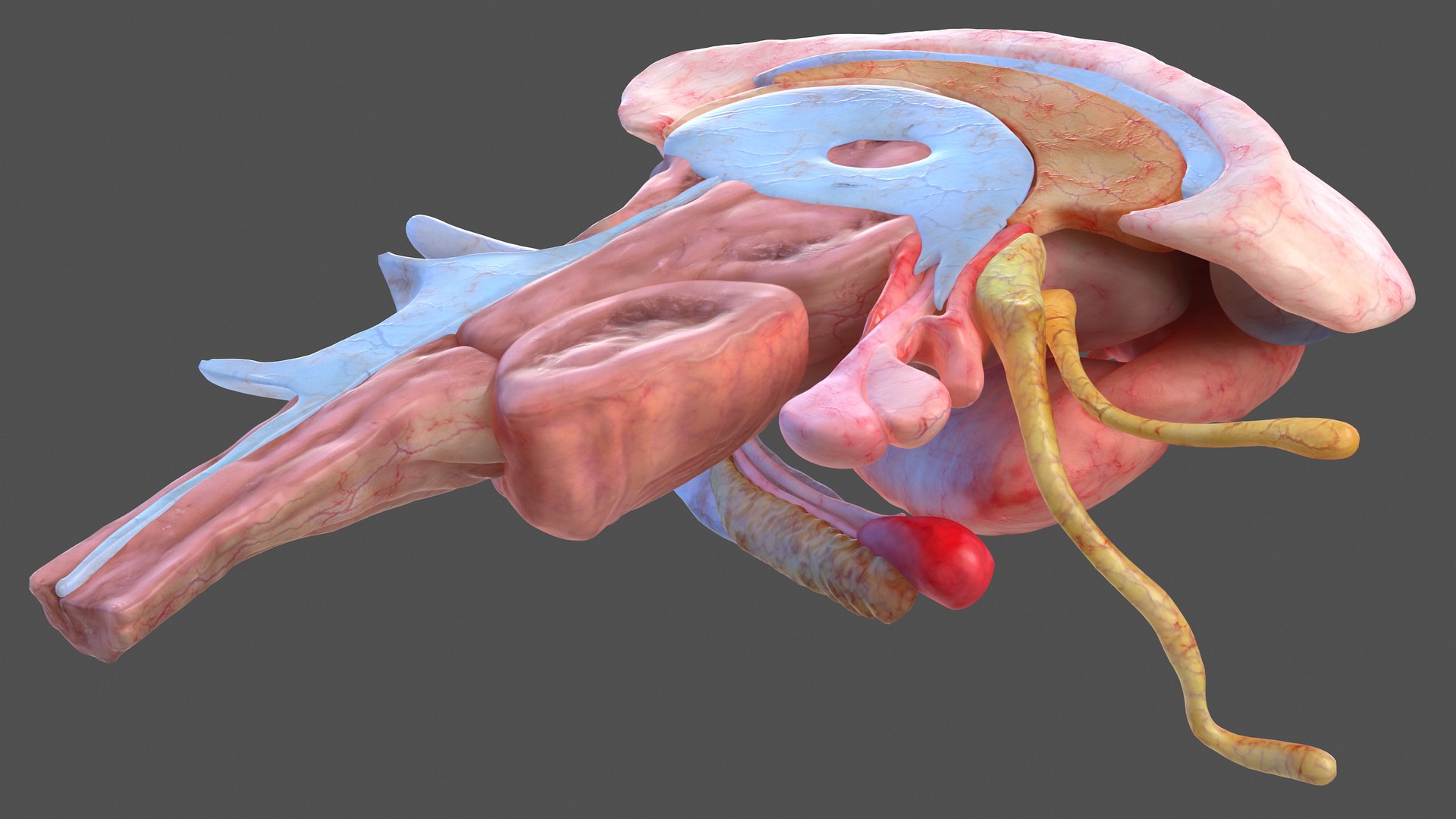 3D human brain anatomy model https://p.turbosquid.com/ts-thumb/Qb/ULSdCL/wVSPTqTl/humanbrainfullanatomymb3dmodel012/jpg/1572746338/1920x1080/fit_q87/f7d44ba6d1a8aafcc3d13ddf4ddc1fc8a0f8546d/humanbrainfullanatomymb3dmodel012.jpg