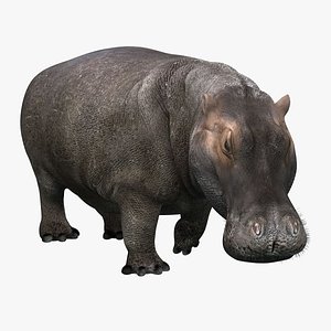 photorealistic hippopotamus rigged ma