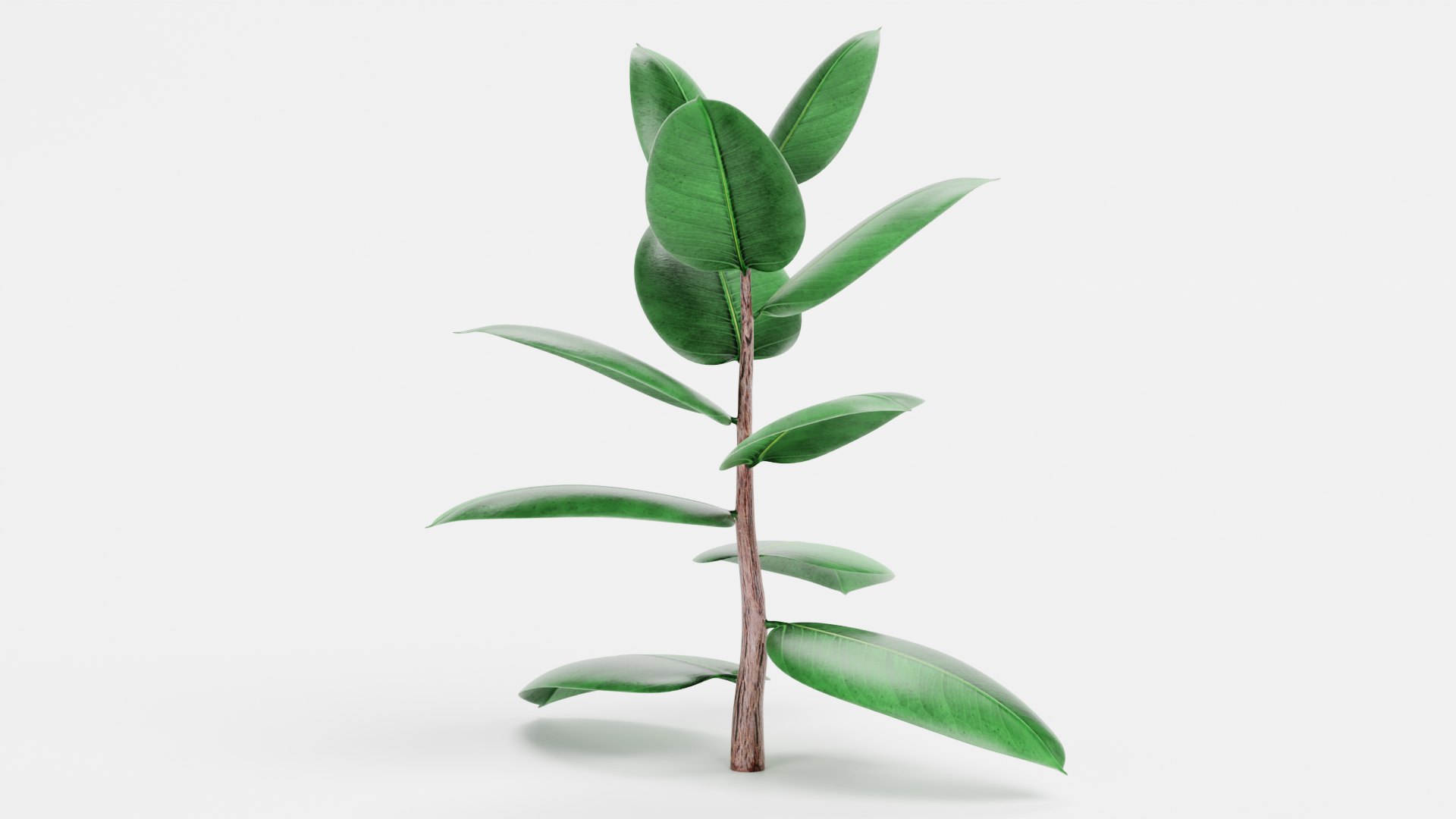 3D Rubber Tree https://p.turbosquid.com/ts-thumb/Qc/1HW6ij/SR/rubbertreef/png/1651836310/1920x1080/fit_q87/23c5b7592e57e8f4957bc77d92d0ffa144647575/rubbertreef.jpg