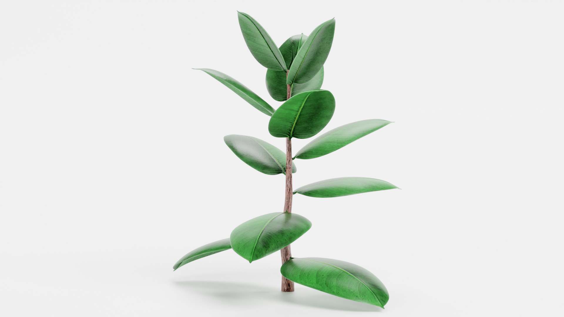 3D Rubber Tree https://p.turbosquid.com/ts-thumb/Qc/1HW6ij/ug/rubbertreed/png/1651836310/1920x1080/fit_q87/e6f48f93c3d9dc69b072cffca6e103f3fb379eff/rubbertreed.jpg