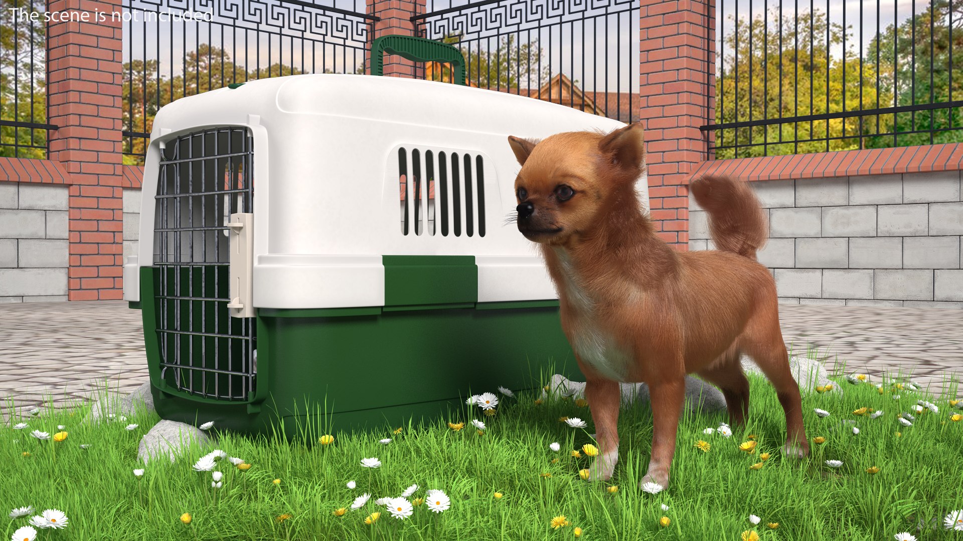 chihuahua pet carrier