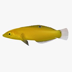 3d canary wrasse