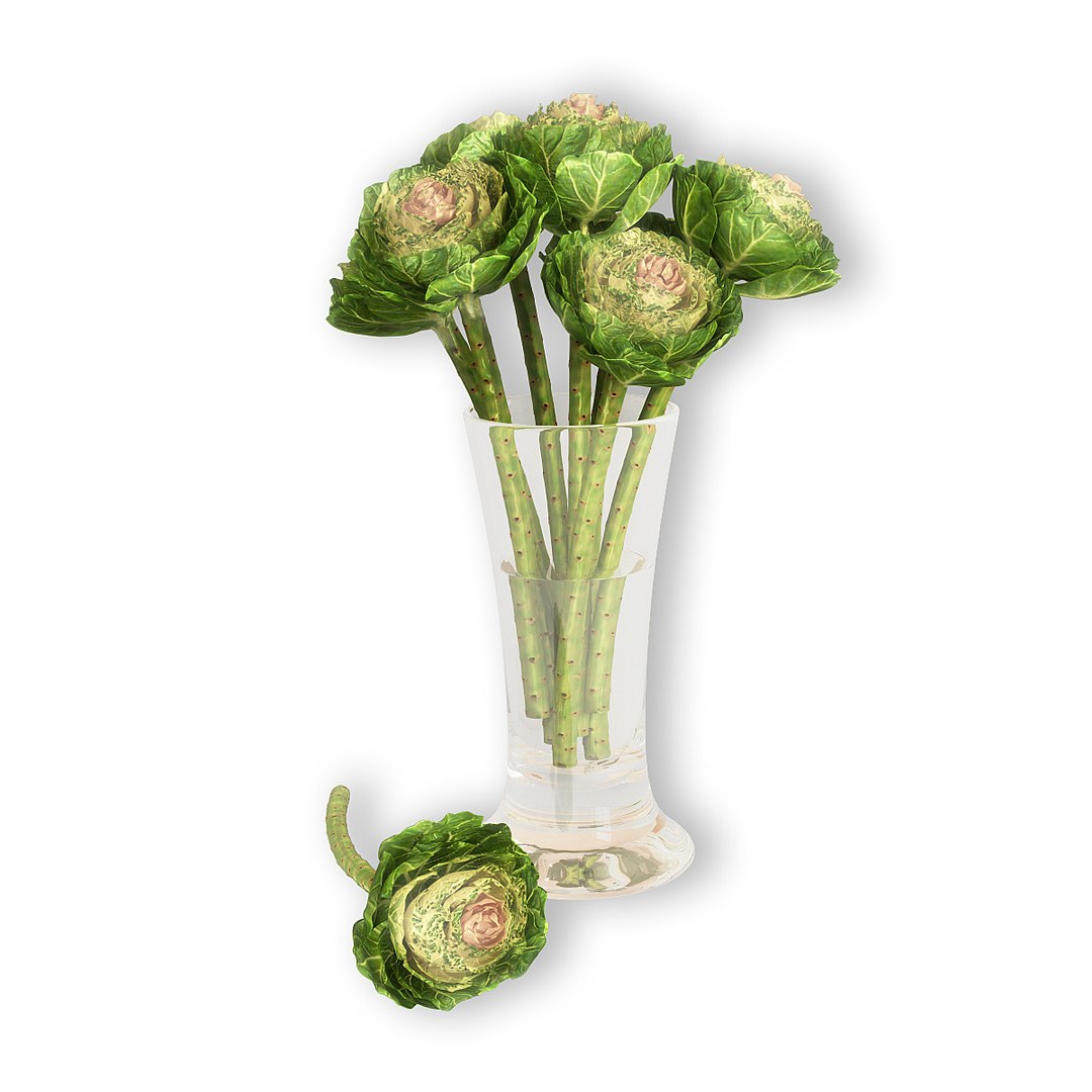 3d decorative brassica https://p.turbosquid.com/ts-thumb/Qc/QPMn3a/aeOzYpxZ/brassica_10001/jpg/1475674439/1920x1080/fit_q87/6bfb56353ed695964d5acb1d29c244b6e630a39c/brassica_10001.jpg