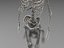 Human Skeleton 4