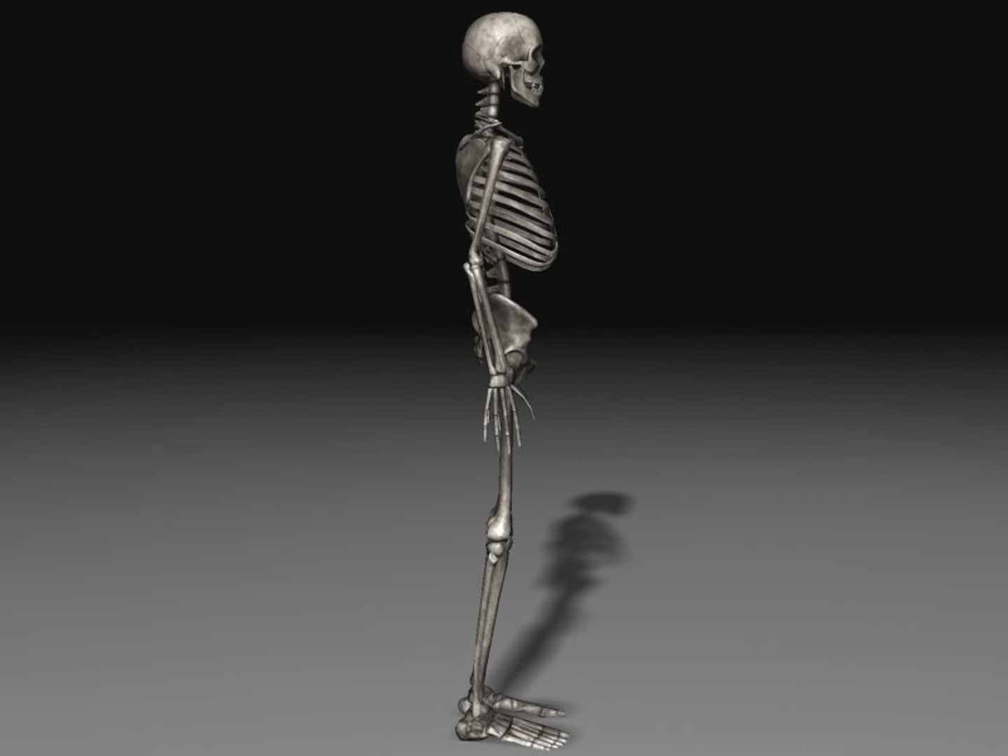 human skeleton 3d model https://p.turbosquid.com/ts-thumb/Qc/du4Lty/50MoLvjp/scr07/jpg/1298223541/1920x1080/fit_q87/17fae69c52de9577300dec2e930bbd8b173ab3cd/scr07.jpg