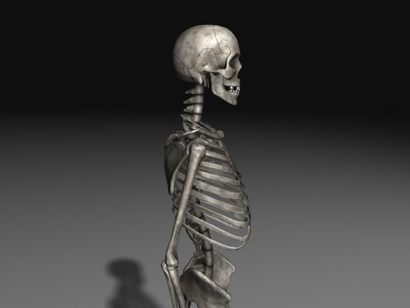 human skeleton 3d model https://p.turbosquid.com/ts-thumb/Qc/du4Lty/SrNE9als/scr06/jpg/1298223541/1920x1080/fit_q87/24670fce5168ed58e1ea7ce530ee315b8559af59/scr06.jpg