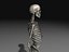 Human Skeleton 4