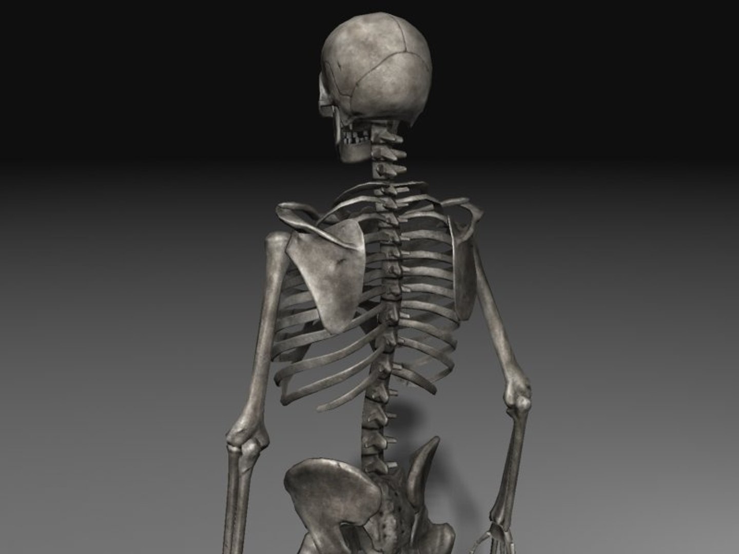 human skeleton 3d model https://p.turbosquid.com/ts-thumb/Qc/du4Lty/WW4AVg65/scr03/jpg/1298223541/1920x1080/fit_q87/44a51e72363717973525751b2913a5bc6283f656/scr03.jpg