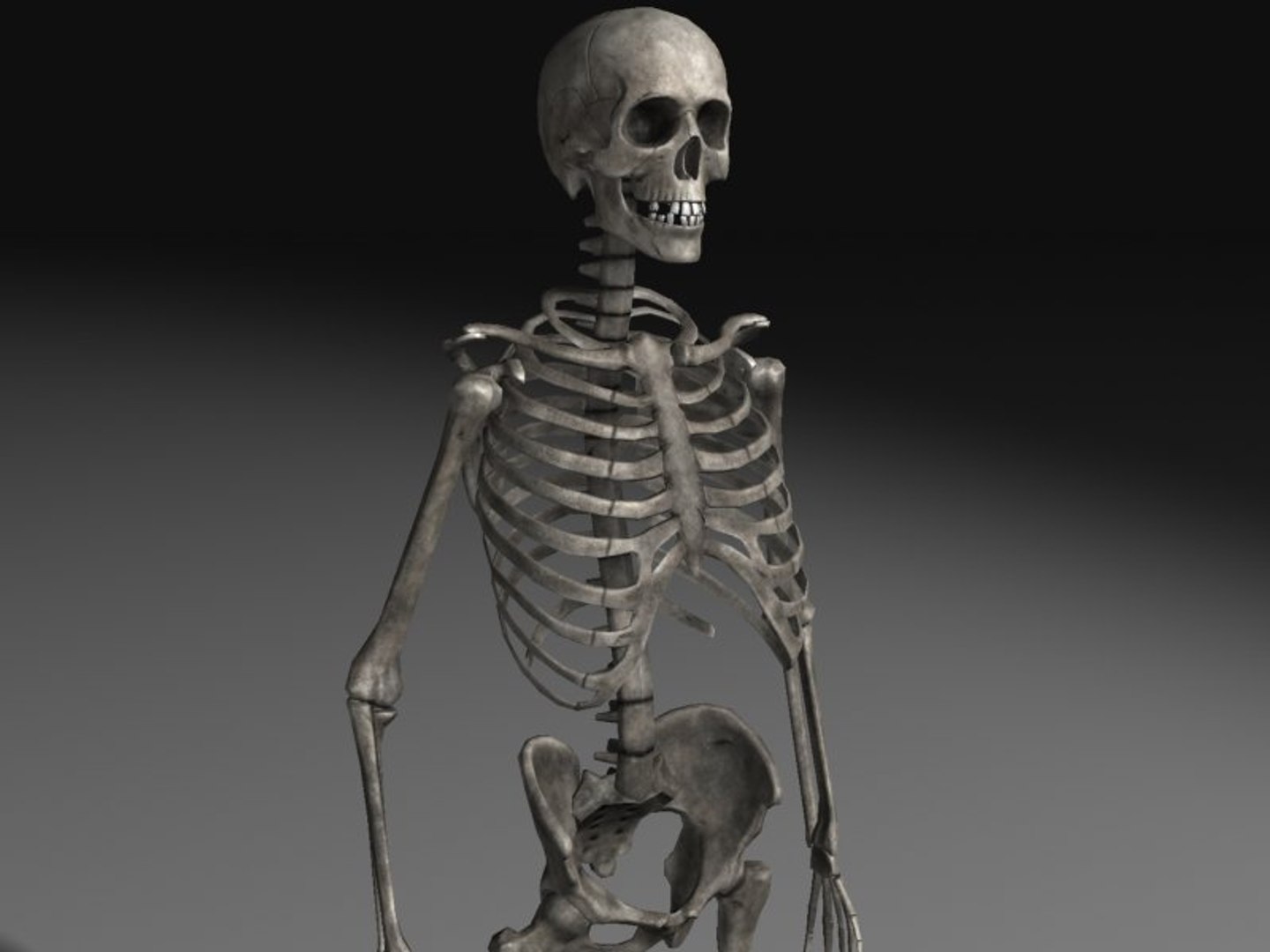 human skeleton 3d model https://p.turbosquid.com/ts-thumb/Qc/du4Lty/YSjJQDNz/scr02/jpg/1298223541/1920x1080/fit_q87/b6784341756d20bbfa2b192a93c7d05d4122d17c/scr02.jpg