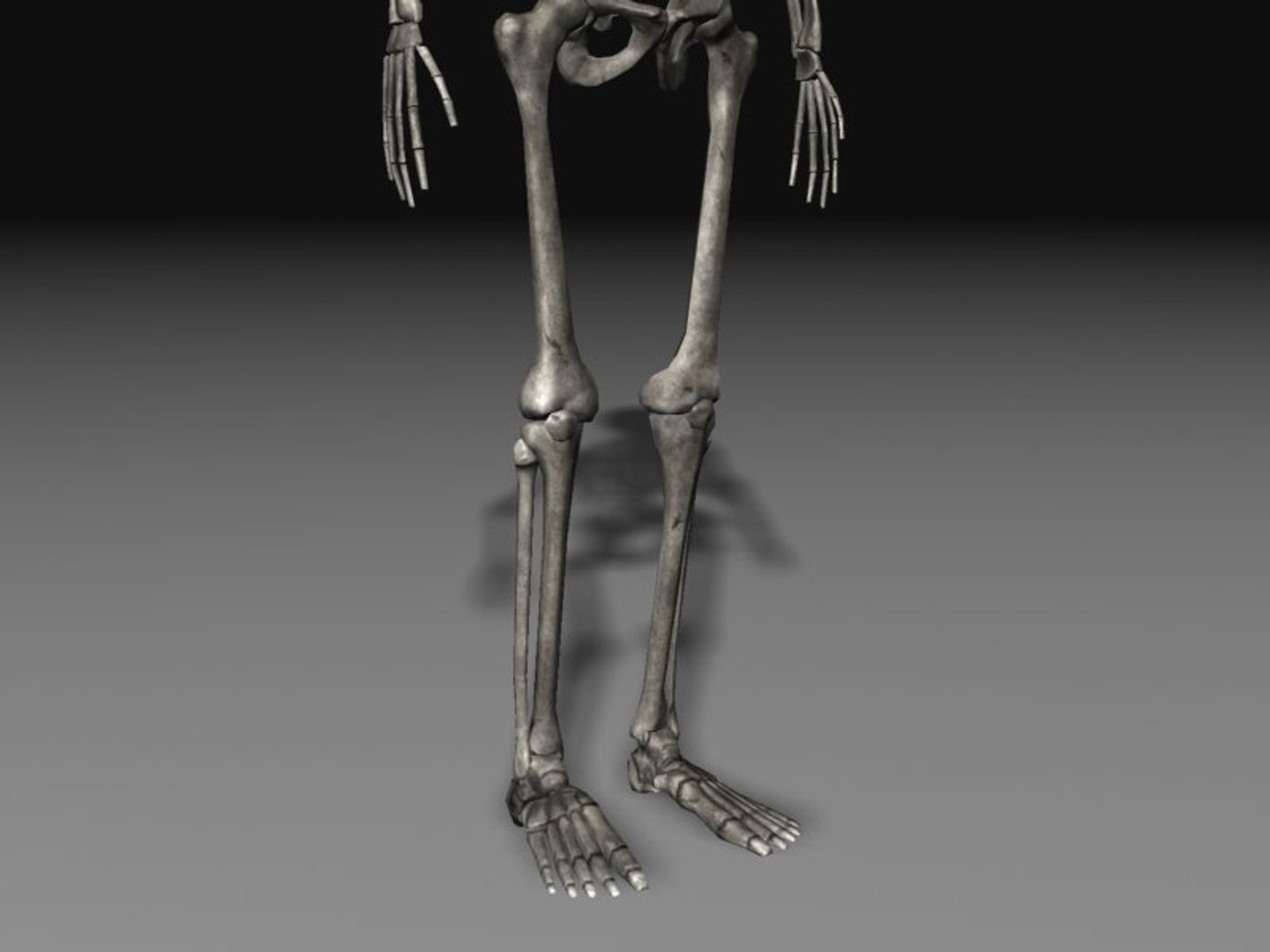 human skeleton 3d model https://p.turbosquid.com/ts-thumb/Qc/du4Lty/eWN3nJwT/scr05/jpg/1298223541/1920x1080/fit_q87/80324eb4133443e9aa1d084e7240765f698e4f4d/scr05.jpg