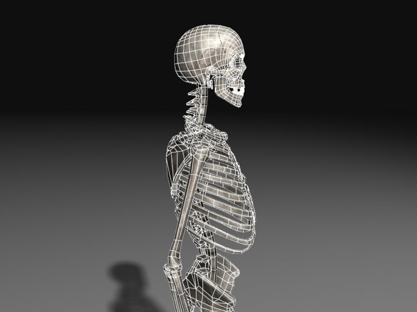 human skeleton 3d model https://p.turbosquid.com/ts-thumb/Qc/du4Lty/ex5Wj3Ed/scr06_wire/jpg/1298223541/1920x1080/fit_q87/c649cec26faf3e615a7ce5fbbdc1765a2e2121e8/scr06_wire.jpg