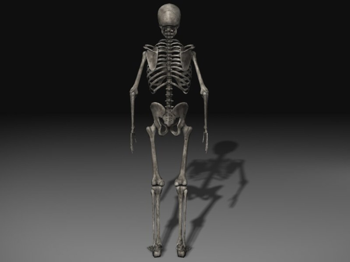 human skeleton 3d model https://p.turbosquid.com/ts-thumb/Qc/du4Lty/lPxmJ0qm/scr08/jpg/1298223541/1920x1080/fit_q87/b7b0d6ad699f383d1f005bd82e2f8ec3f76b42f5/scr08.jpg