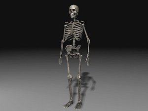 Free 3D Human Skeleton Models - Available For Download On TurboSquid