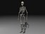 Human Skeleton 4
