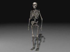 Human Skeleton 4