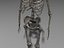 Human Skeleton 4