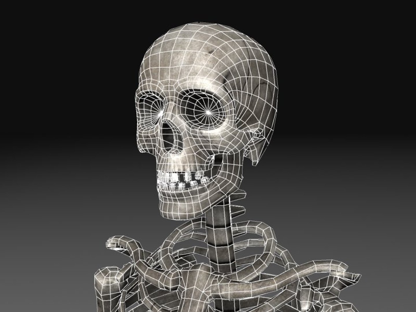 Human Skeleton 3d Model Biology Diagrams