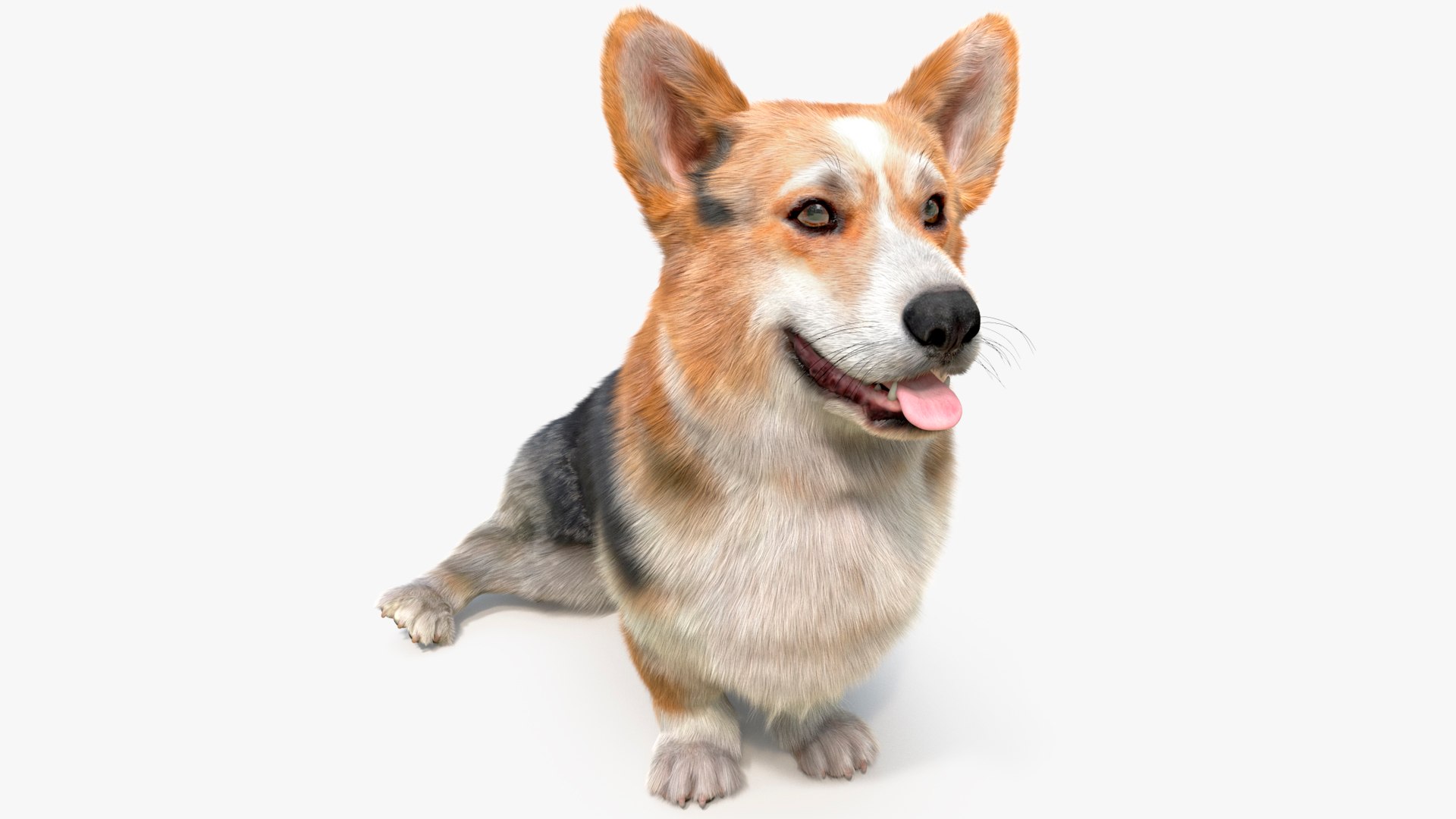Tricolor Welsh Corgi Pembroke Sitting Pose Fur for Maya 3D model preview