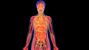 Complete Male Anatomy Blue and Orange Transparent 3D Model1