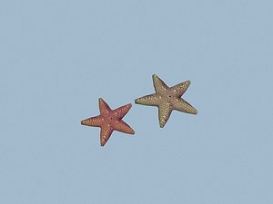 maya starfish star fish