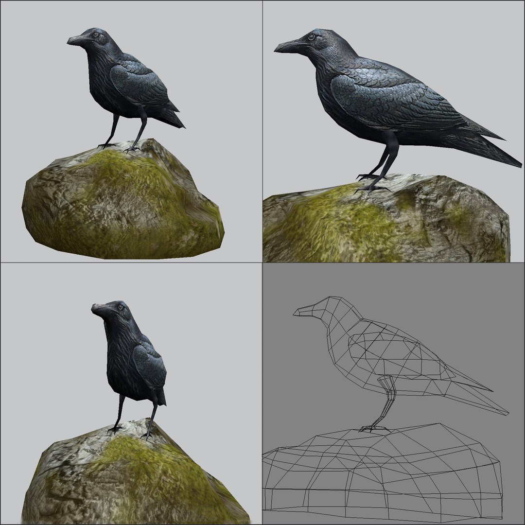 maya raven crow https://p.turbosquid.com/ts-thumb/Qd/8JWyc4/YWioHDVZ/raven_screens/jpg/1264084501/1920x1080/fit_q87/693ac60baea22598d4449c754ed18aafab60db46/raven_screens.jpg