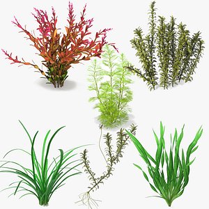 3D Aquarium Plants Collection 4
