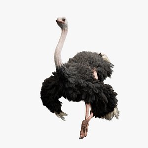 3D Rigged Blender Ostrich model