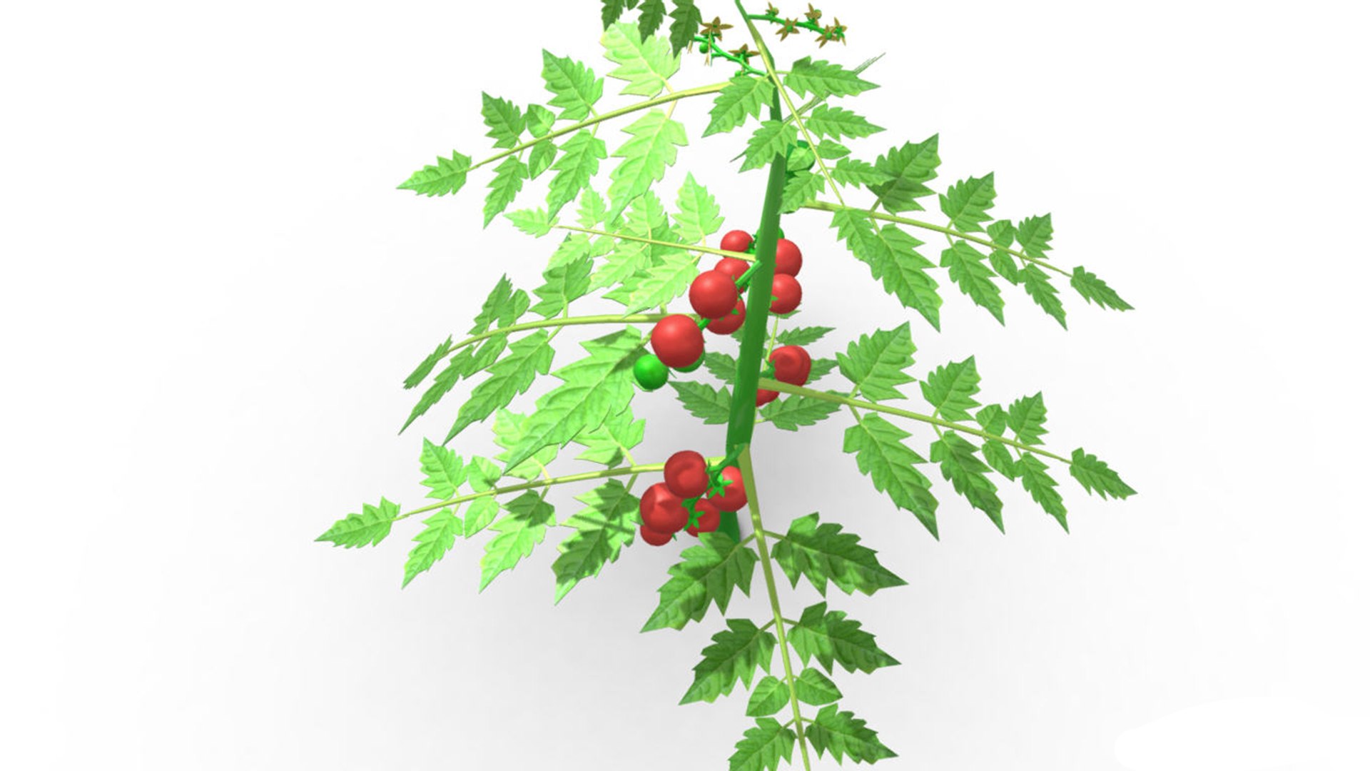 3D Tomato Tree - TurboSquid 2228934