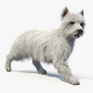 West Highland White Terrier Fur Rigged