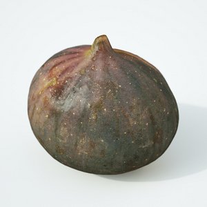 fig fruit model