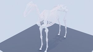 3D model Horse Skeletal structure