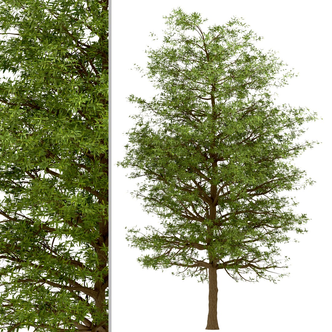 Set of Willow Oak or Quercus phellos Tree - 2 Trees model https://p.turbosquid.com/ts-thumb/Qd/e3ZAmC/0o/willowoak2/jpg/1670921915/1920x1080/fit_q87/9deec3a129680819bb33f432e843e94131afb6cb/willowoak2.jpg