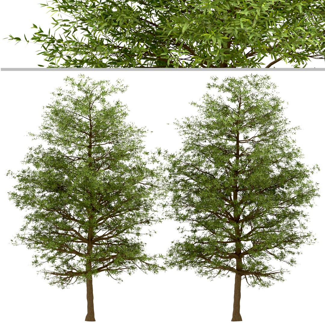 Set of Willow Oak or Quercus phellos Tree - 2 Trees model https://p.turbosquid.com/ts-thumb/Qd/e3ZAmC/B9/willowoak3/jpg/1670921922/1920x1080/fit_q87/267e69c58f909e802b5f3715bad549467753c101/willowoak3.jpg
