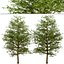 Satz von Willow Oak oder Quercus phellos Tree - 2 Bäume