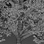 Satz von Willow Oak oder Quercus phellos Tree - 2 Bäume
