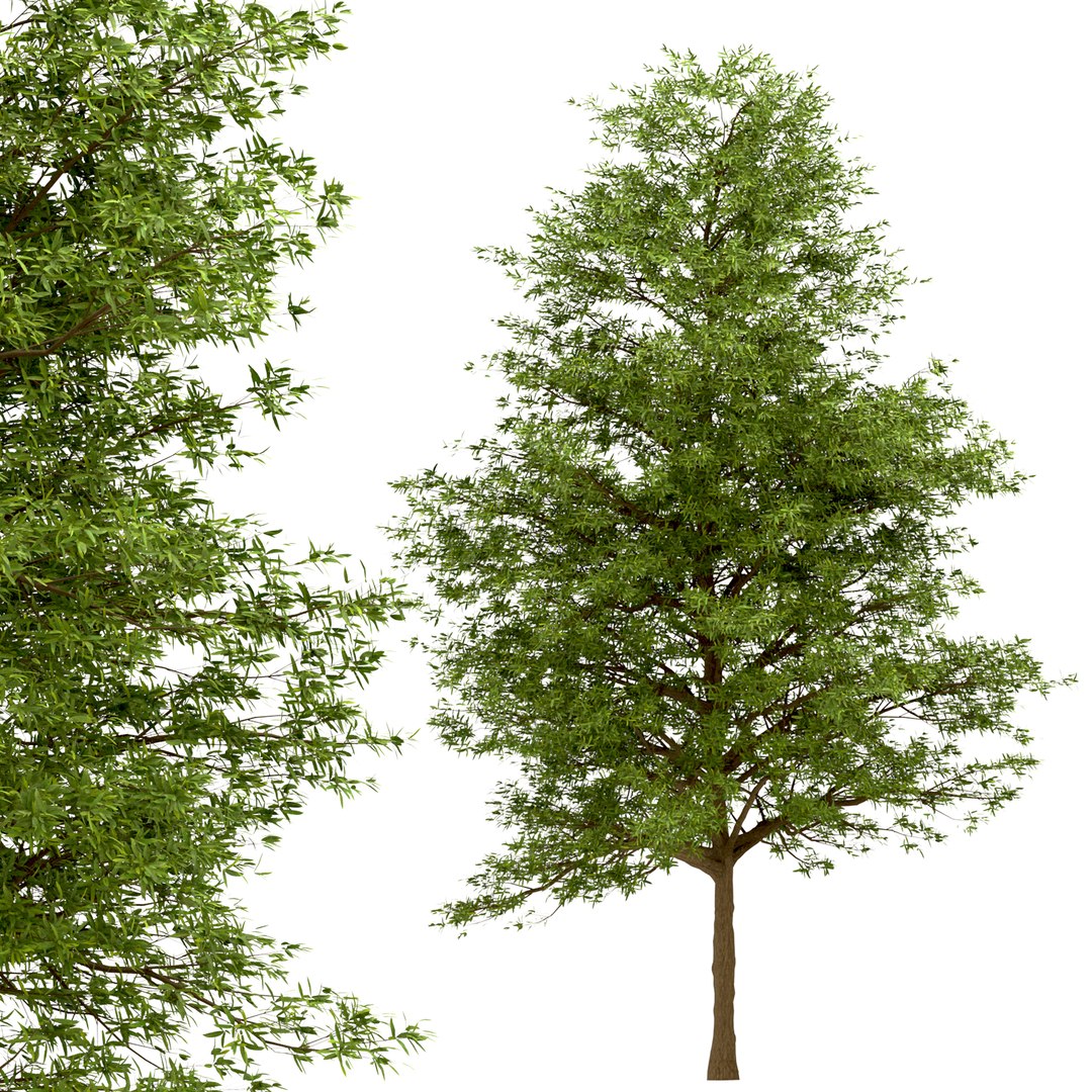 Set of Willow Oak or Quercus phellos Tree - 2 Trees model https://p.turbosquid.com/ts-thumb/Qd/e3ZAmC/u1/willowoak4/jpg/1670921868/1920x1080/fit_q87/96614b165fc085eee6d7c763cb8647a0c646037c/willowoak4.jpg