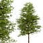 Satz von Willow Oak oder Quercus phellos Tree - 2 Bäume