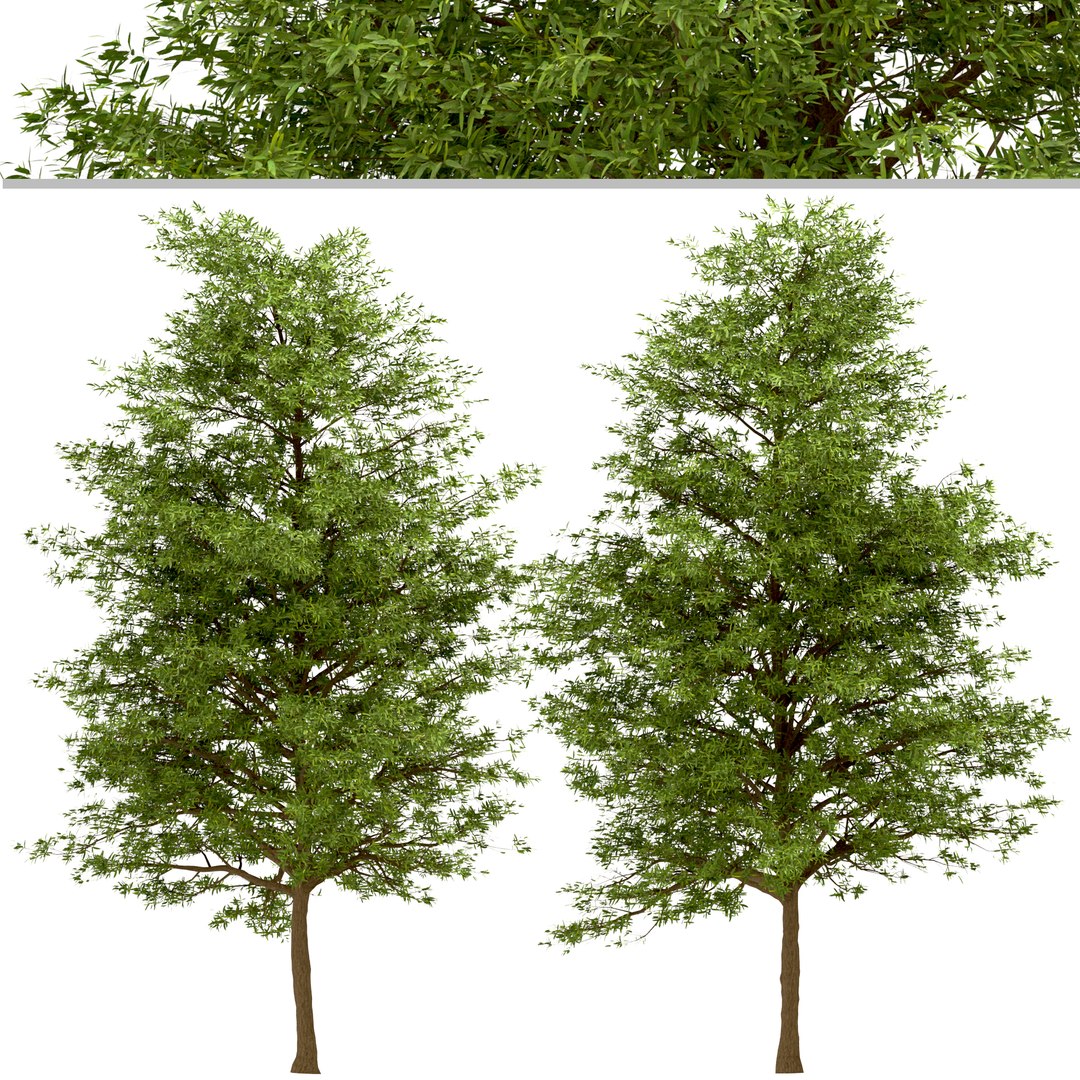 Set of Willow Oak or Quercus phellos Tree - 2 Trees model https://p.turbosquid.com/ts-thumb/Qd/e3ZAmC/yc/willowoak1/jpg/1670921885/1920x1080/fit_q87/06ce49b769d1b380213a734d159c0b557613f404/willowoak1.jpg