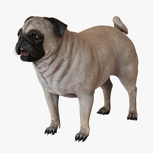 3D Pug model