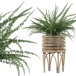 Fern in rattan stand 3D