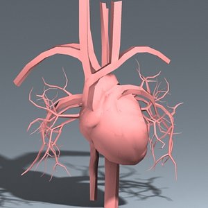 heart 3d model