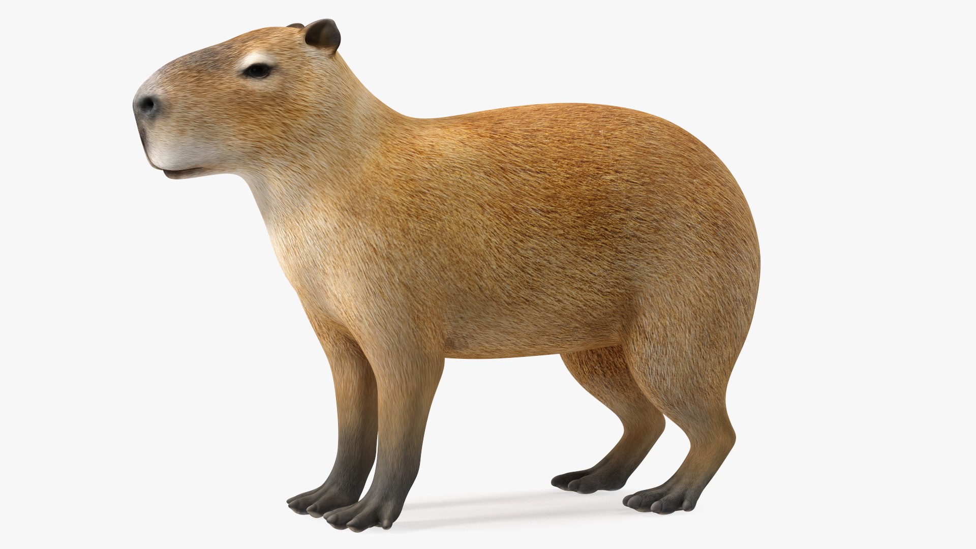 Capybara Rigged for Cinema 4D 3D model preview