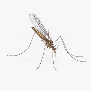 Crane Fly Gallinipper Mosquito Rigged for Cinema 4D