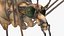 3D Crane Fly Gallinipper Mosquito Rigged for Cinema 4D