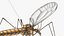 3D Crane Fly Gallinipper Mosquito Rigged for Cinema 4D