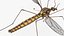 3D Crane Fly Gallinipper Mosquito Rigged for Cinema 4D