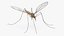 3D Crane Fly Gallinipper Mosquito Rigged for Cinema 4D