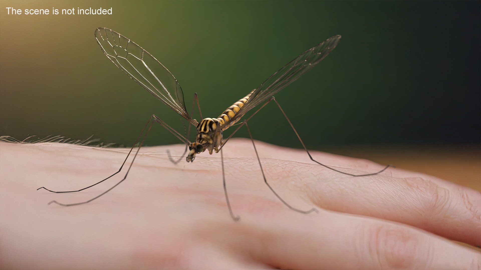 3D Crane Fly Gallinipper Mosquito Rigged for Cinema 4D https://p.turbosquid.com/ts-thumb/Qd/zfJ73X/n7/craneflygallinippermosquitoriggedforcinema4dc4dmodel010/jpg/1724920119/1920x1080/fit_q87/3ce21a3f8068b3c3d9fae112dca41d29ee593569/craneflygallinippermosquitoriggedforcinema4dc4dmodel010.jpg